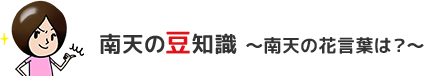南天の豆知識 ～南天の花言葉は？～